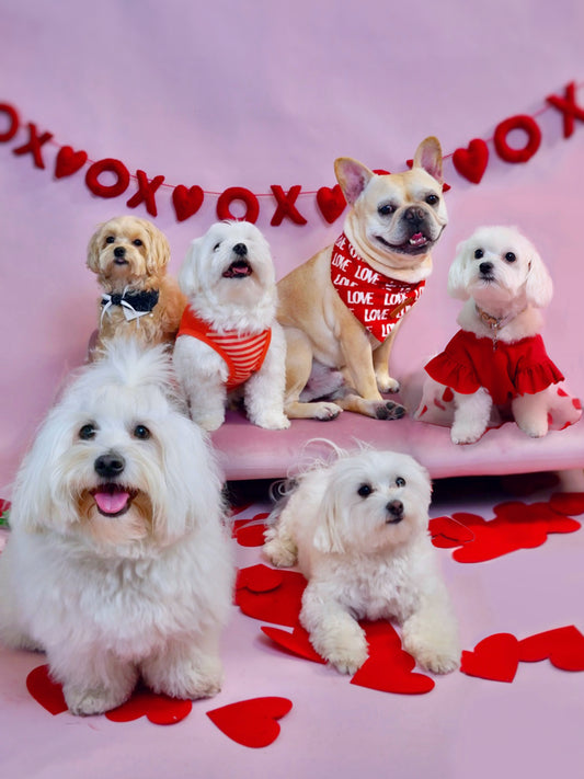 Pet Studio Photography
